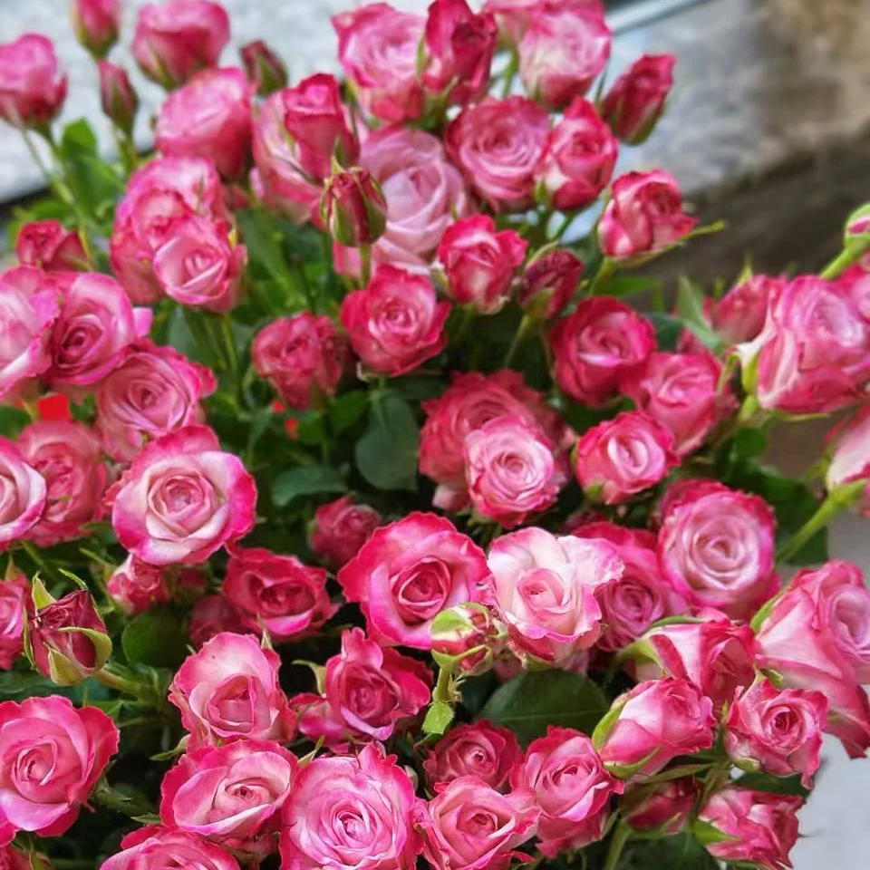 【基地源头优选】 多头浪琴玫瑰     任意两单发顺丰或空运