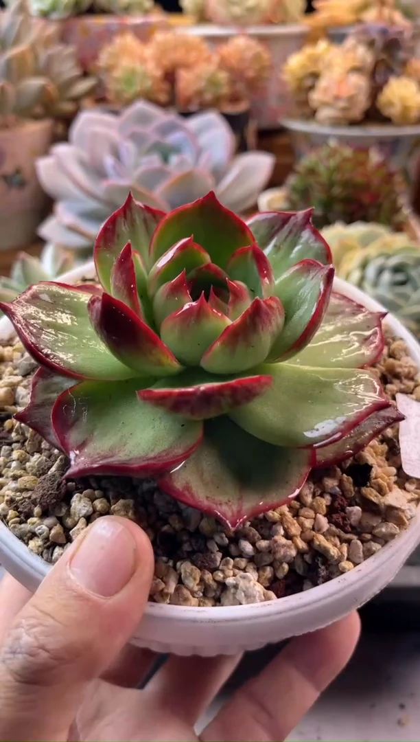 无花朵7.26-12惊鸿111111