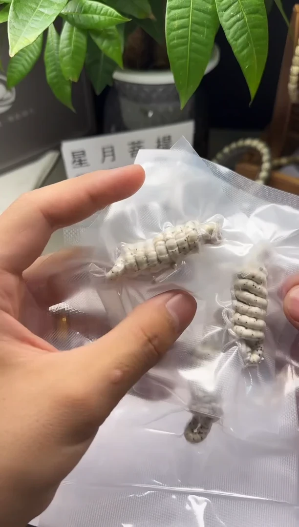 手串星月菩提原脂原白  大肠5mm左右