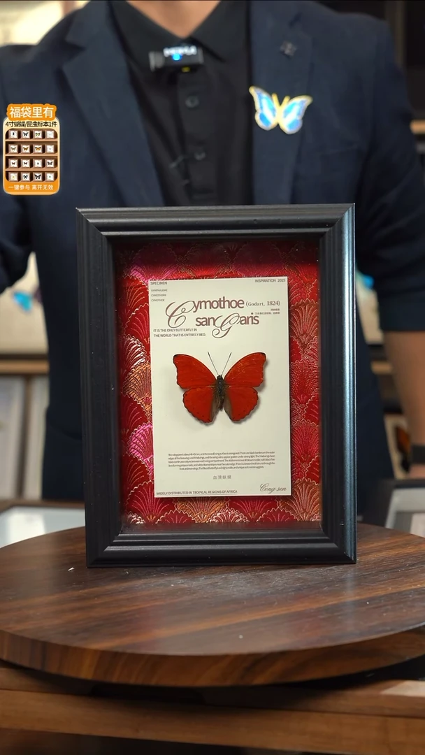 血漪蛱蝶红布底新版本