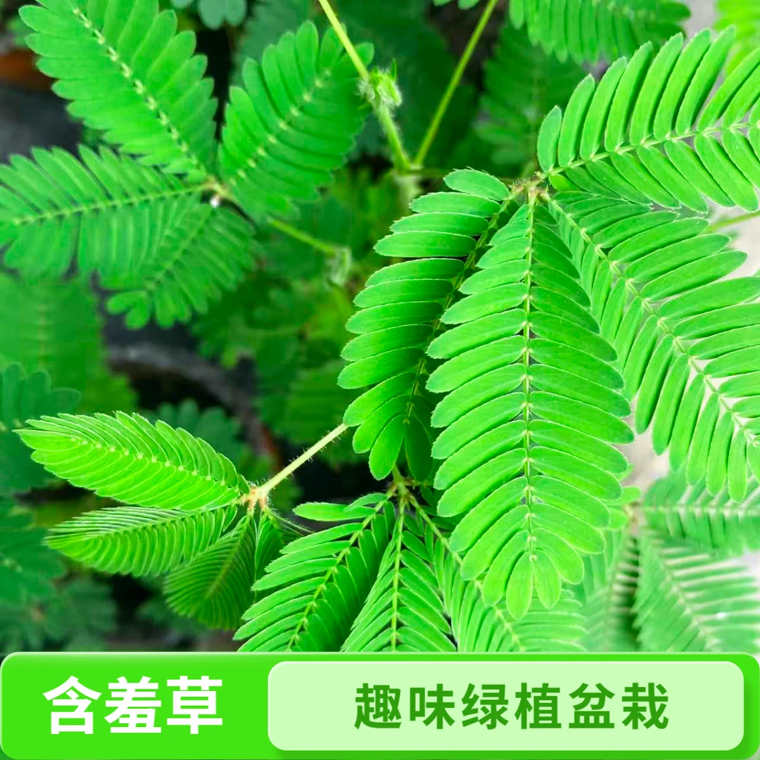 含羞草盆栽有趣好养活适合室内阳台摆放四季常青驱蚊花卉