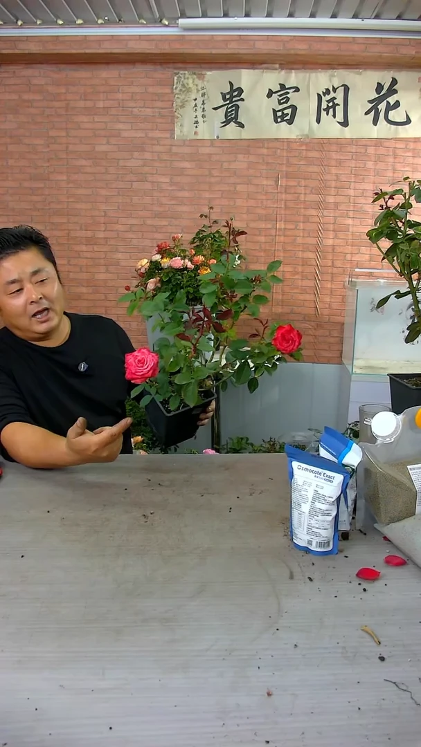 当前无花朵，栽培后可花朵苏珊