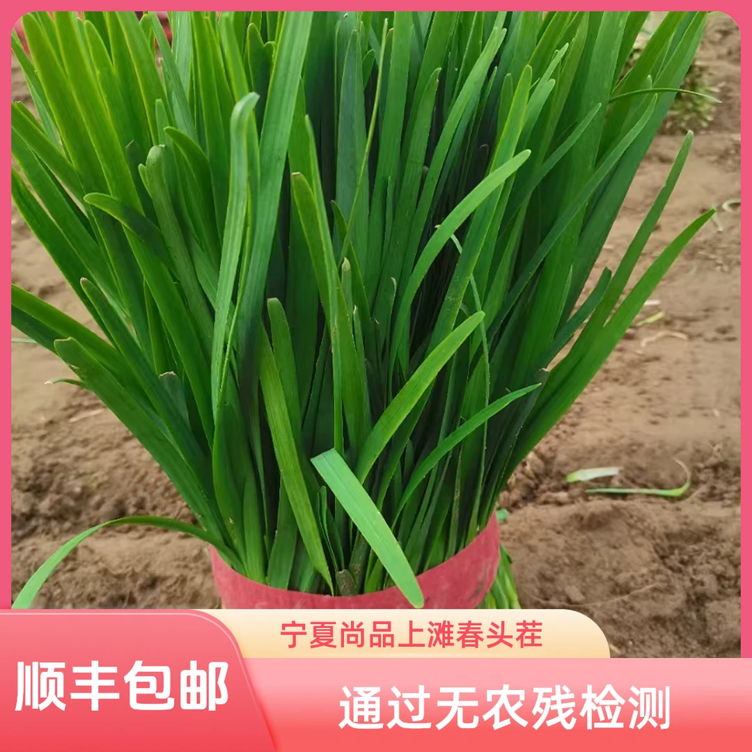 【顺丰包邮】宁夏尚品上摊露天韭菜春季头茬头刀小宽叶沙地韭菜3斤