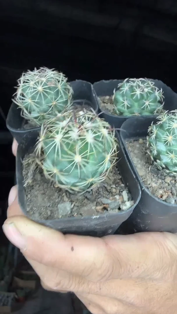 实生顶花球属19.99