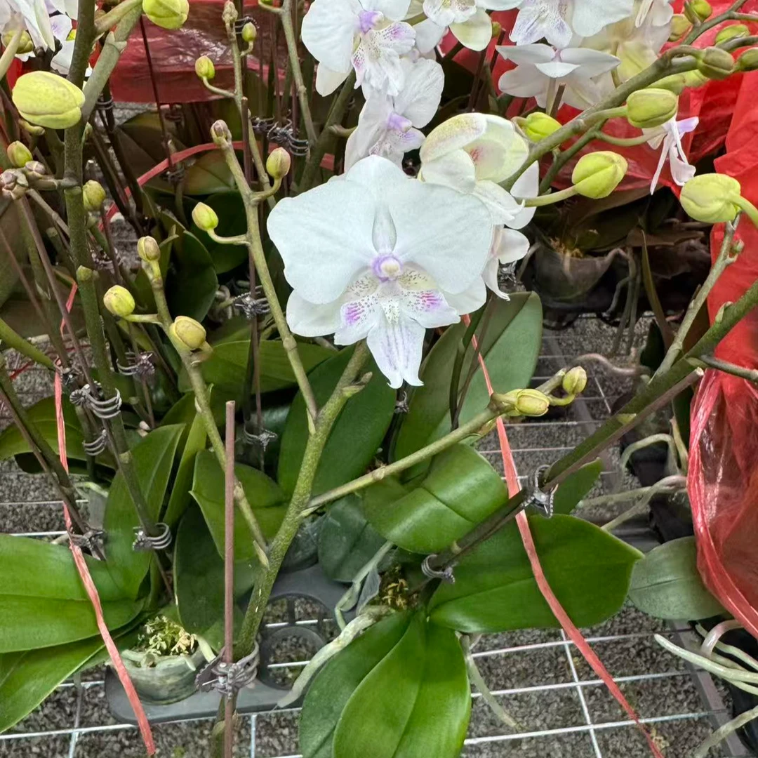 兰屿LYSLAND【圣女】蝴蝶兰鲜花盆栽