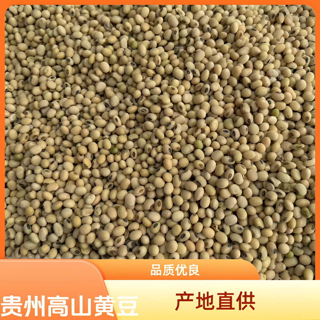 2024年贵州农村高山黄豆