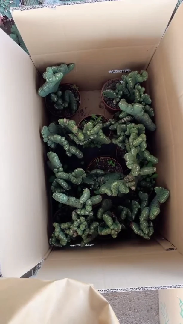 【闪购商品】中大号 五指山