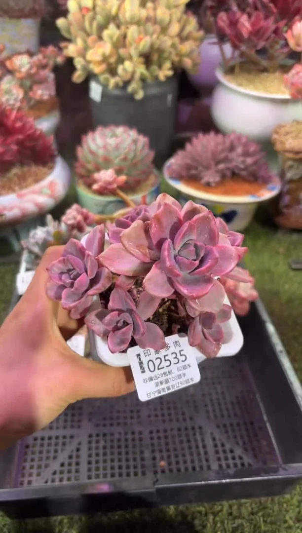 【闪购商品】02535