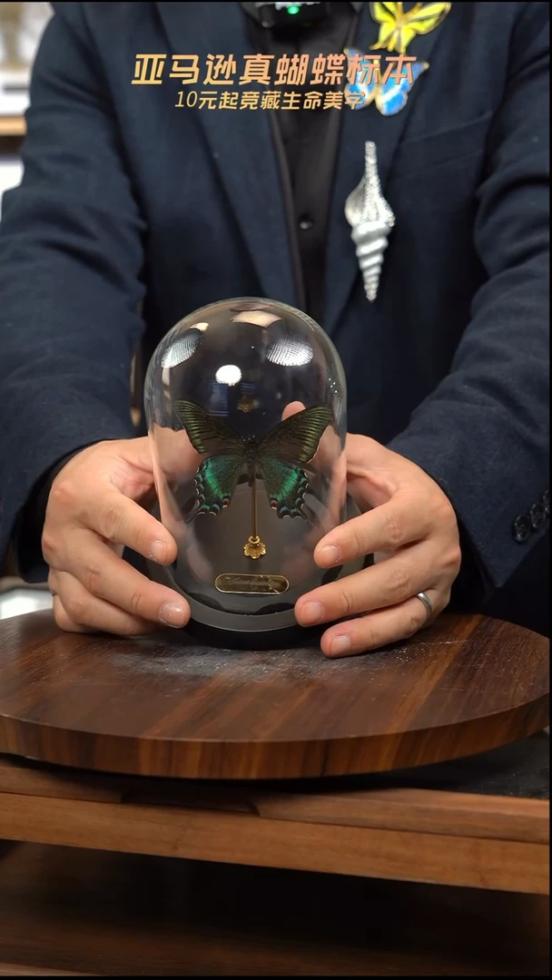 绿带翠凤蝶春型小号玻璃罩