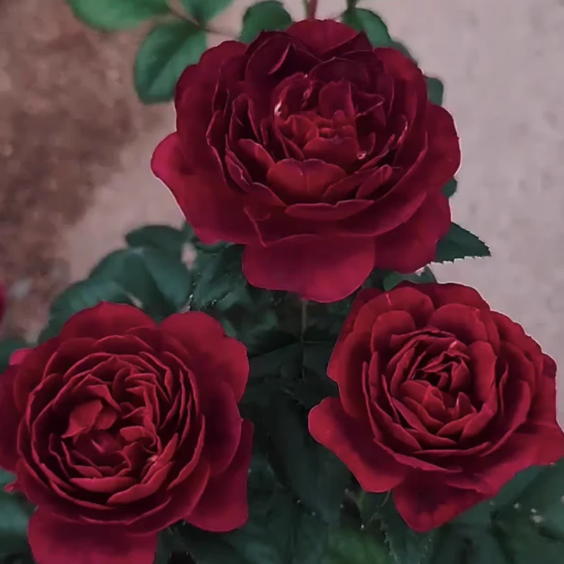 樱桃果汁/黑红果汁月季花苗黑红色灌木淡香勤花丰花果汁阳台芽变