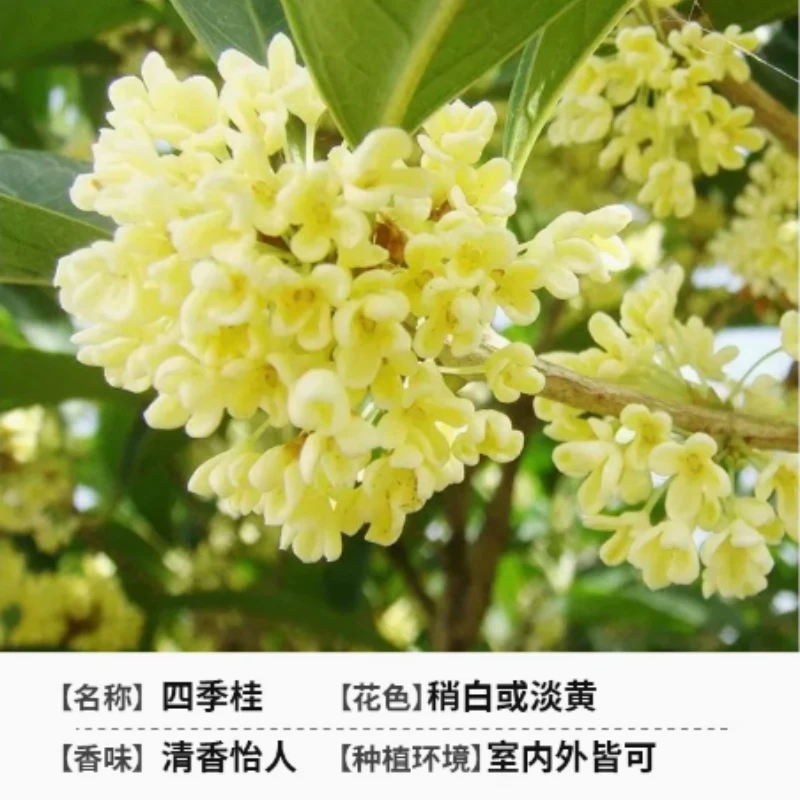 5新四季桂花树盆栽浓香型带花苞好养易活适合阳台庭院室内外