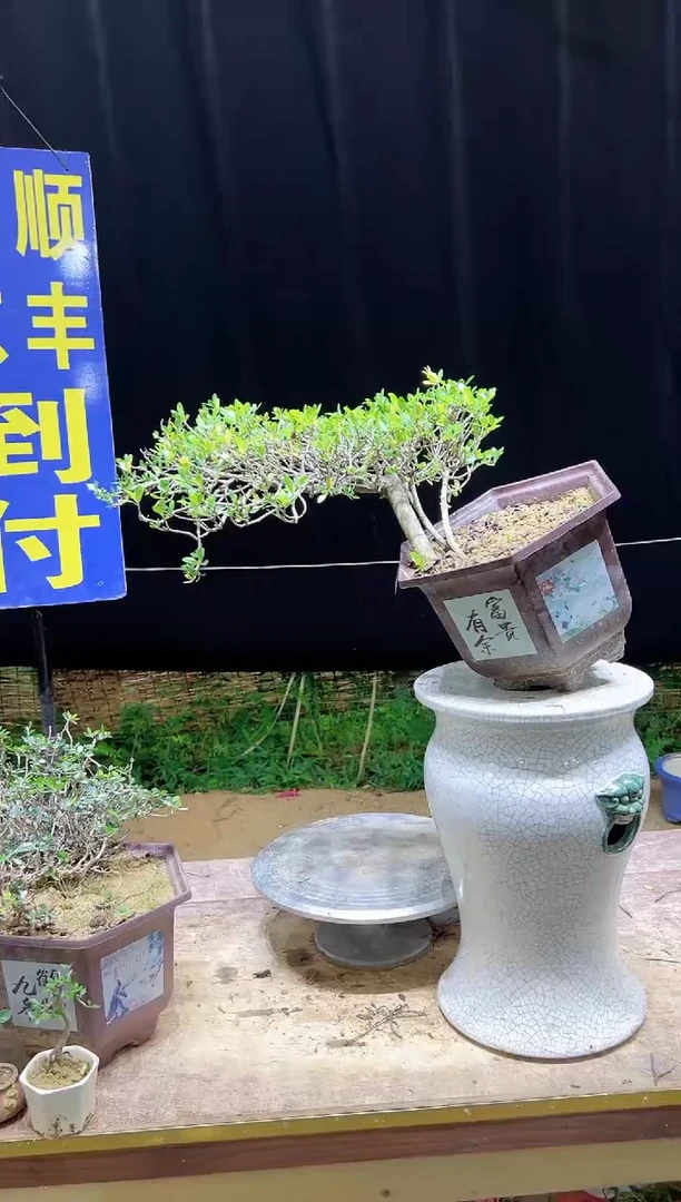 大量花朵（建议范围：8朵-15朵 或40%以上）黑*名海岛栀子花
