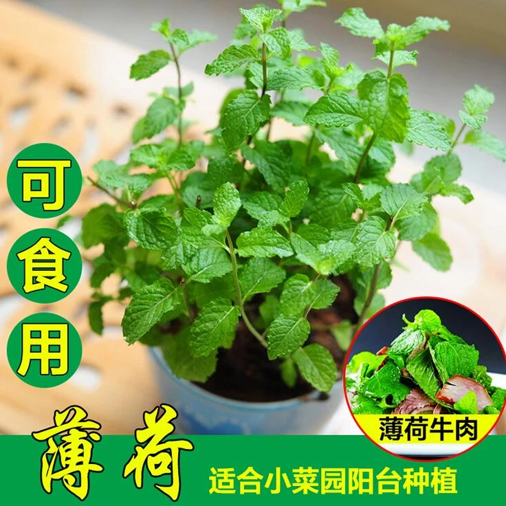 薄荷种子 可食用薄荷清香驱蚊四季播种阳台盆栽花种植