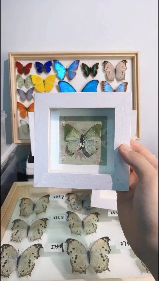 真蝴蝶标本展翅品一图一物相框福利