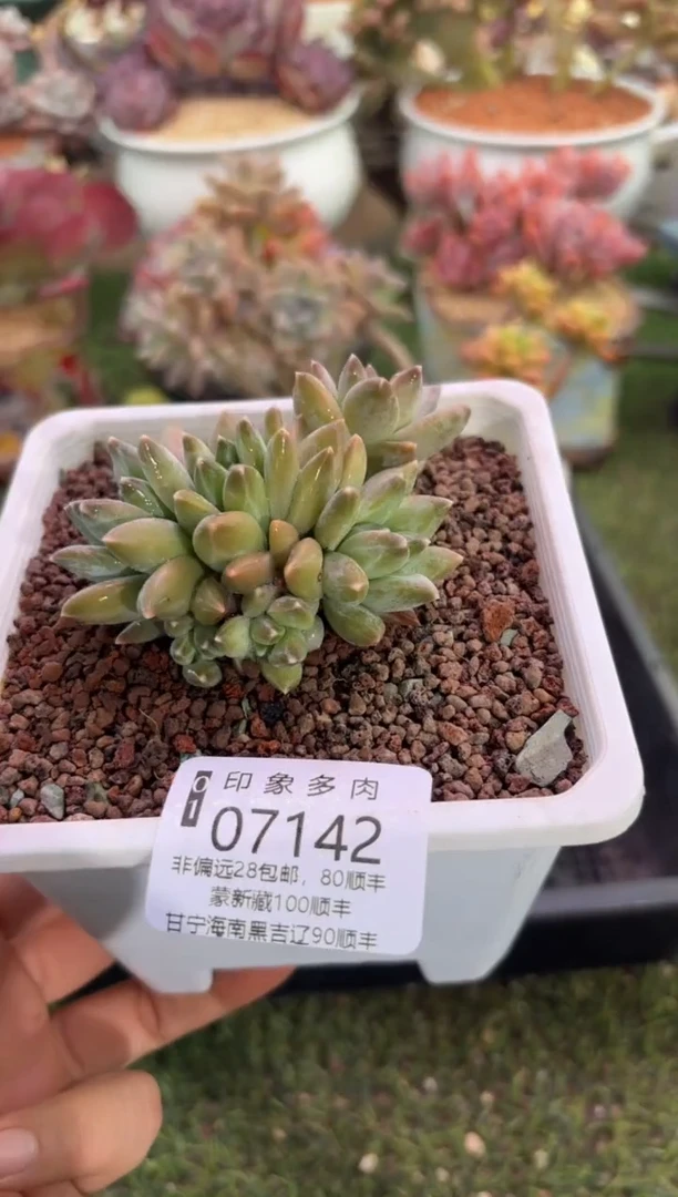 【闪购商品】07142