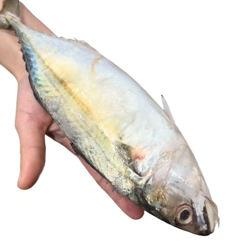 【巴浪鱼】海产品鲜美巴浪鱼福建省内可拍按斤发货