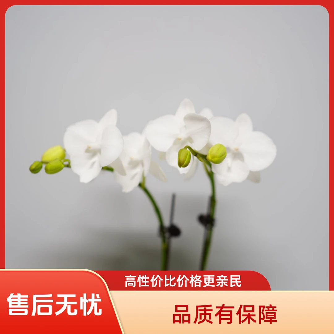 《花漫里》蝴蝶兰（白天鹅）带花带花苞开花珠发货