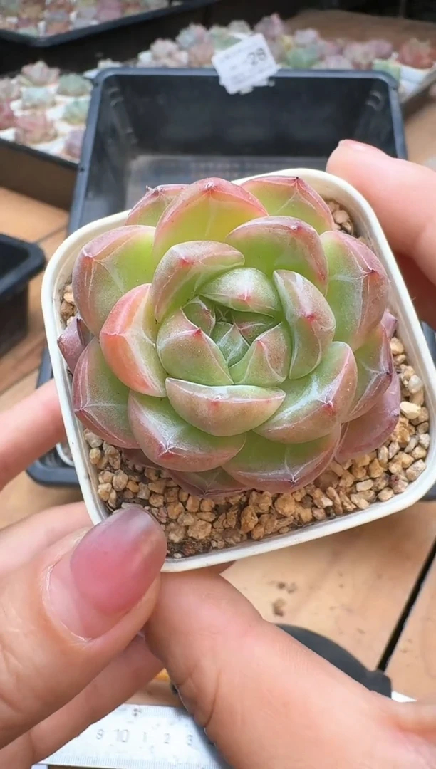 筐28珍妮杂交多肉 花卉植物07