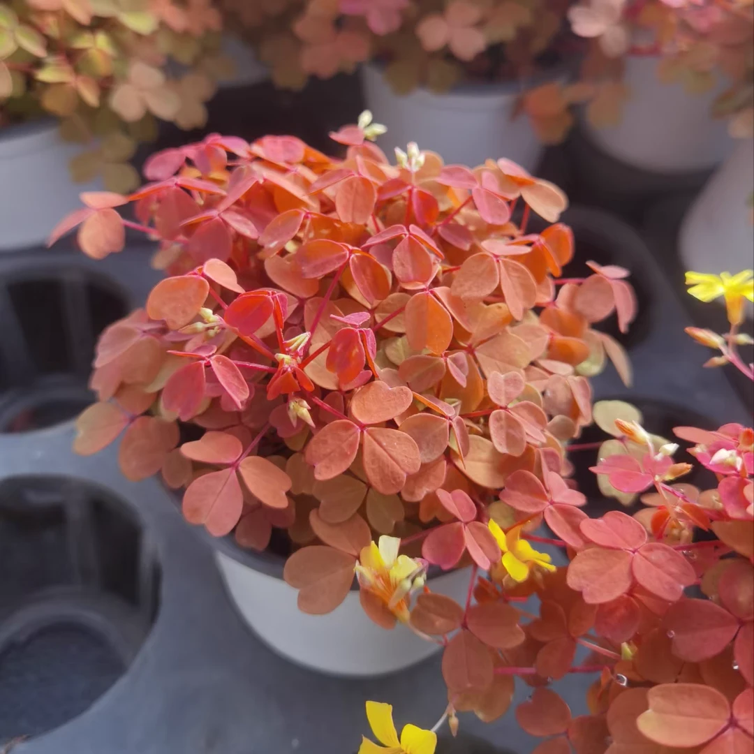 【小红枫熔岩酢浆草】11cm盆栽 幸运草三叶草阳台盆栽多年生植物