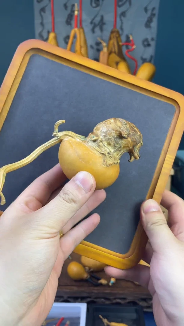 葫芦突脐大腰子