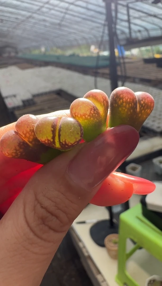 30-65多肉植物肉锥一颗