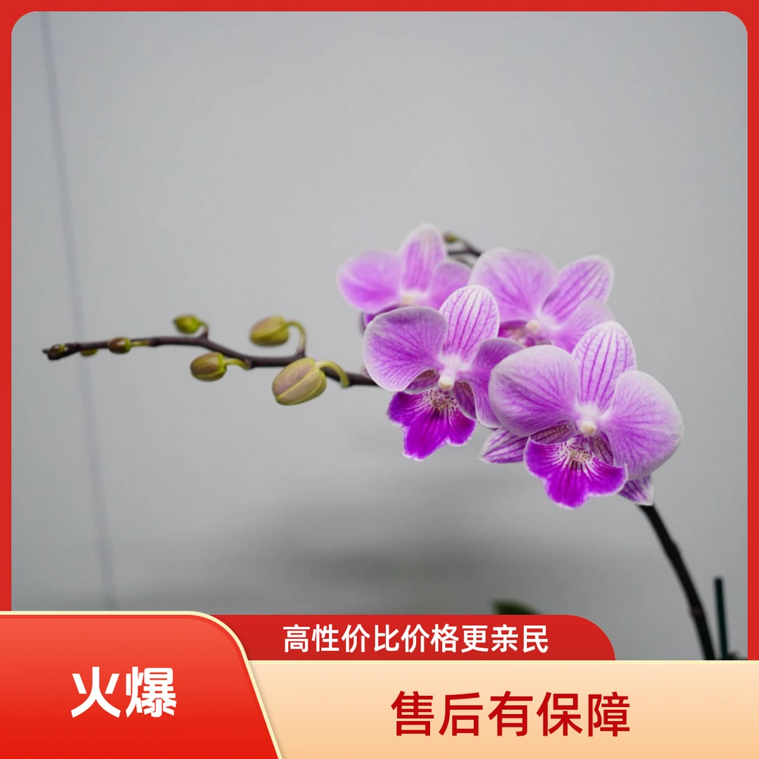 悠花里蝴蝶兰【露西】带花带花苞开花珠发货