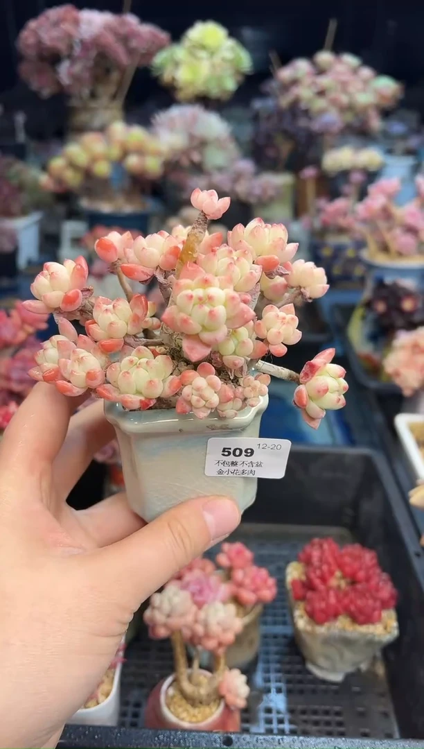 【闪购商品】509不带盆