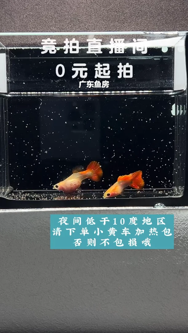 孔雀鱼红礼服带胎玻璃猫一对编号88