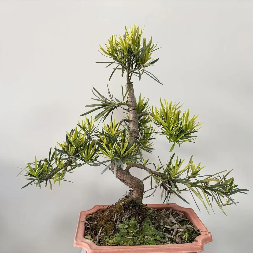 老桩罗汉松大型盆景小叶雀舌造型树苗好养迎客松室内桌面盆栽绿植