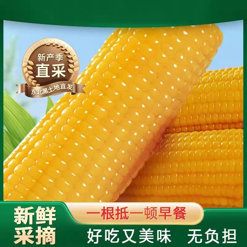 【25年头茬黄糯玉米】12根8斤黑土地香甜软糯单根300g-380g试吃4根