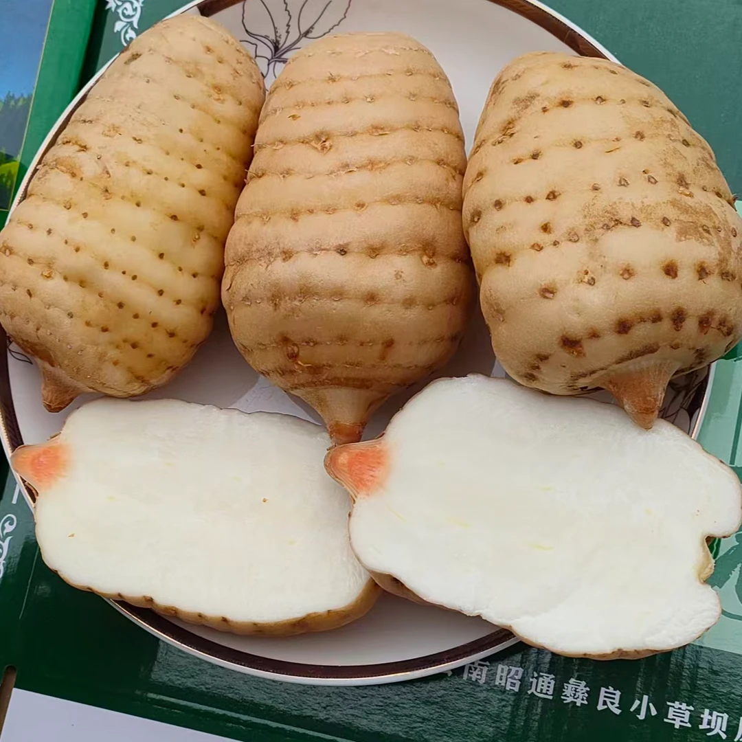 云南鲜天麻乌蒙山乌天麻活天麻产地直销带泥发货煲汤泡酒包邮山珍