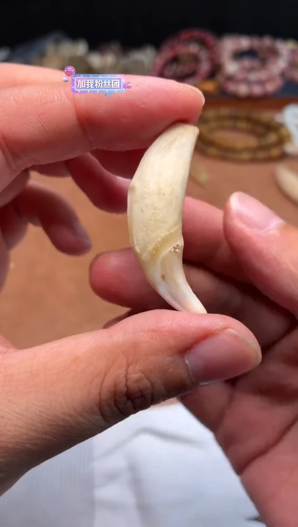 牛骨其他杂件670-牙牙吊坠