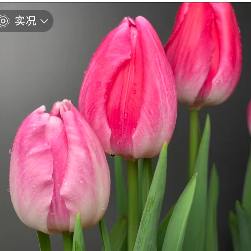 【粉宝石】清雅莲花颜单瓣郁金香