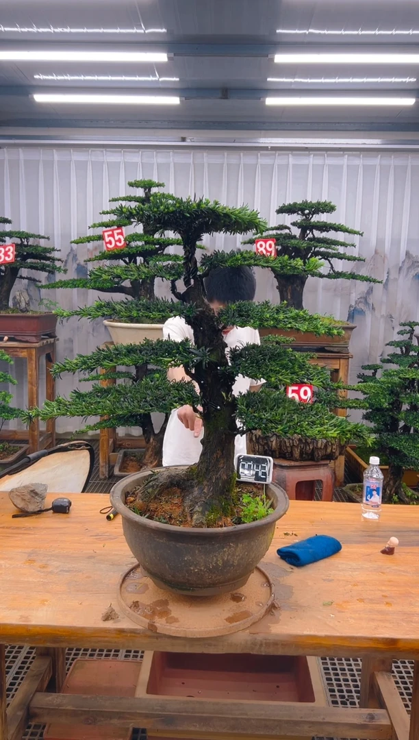 无花朵精品盆景直播间一物一拍