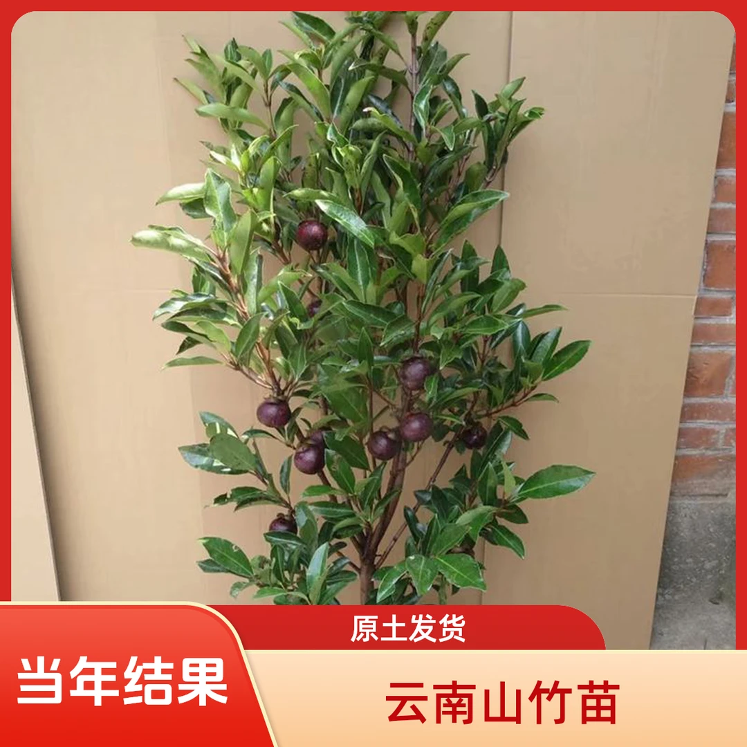 L云南山竹树苗无籽山竹果树苗山竹树苗南方北方种植四季盆栽地栽