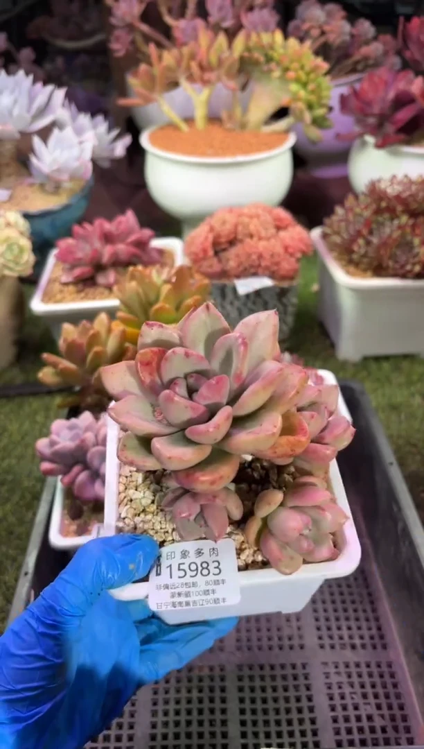 【闪购商品】15983