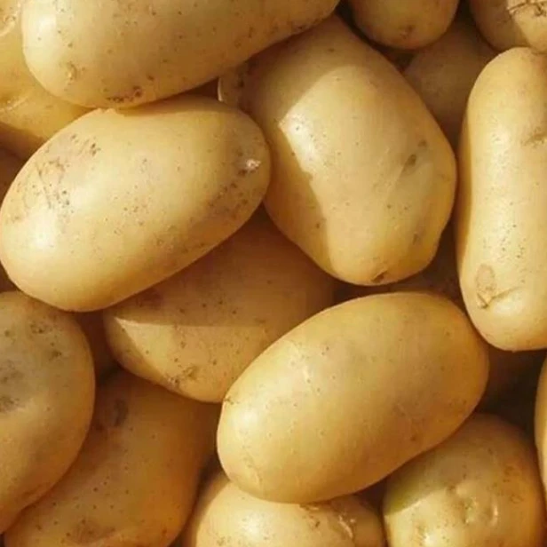 【买5斤送4斤】云南新鲜采摘当季黄心土豆应季粉面黄心自然熟土豆