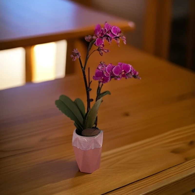 飞花|精品蝴蝶兰|红韵|精品室内轻奢花卉绿植