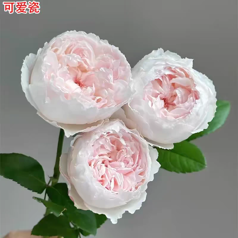 新品今井清可可杯/可爱瓷月季灌木包子庭院阳台盆栽四季开花