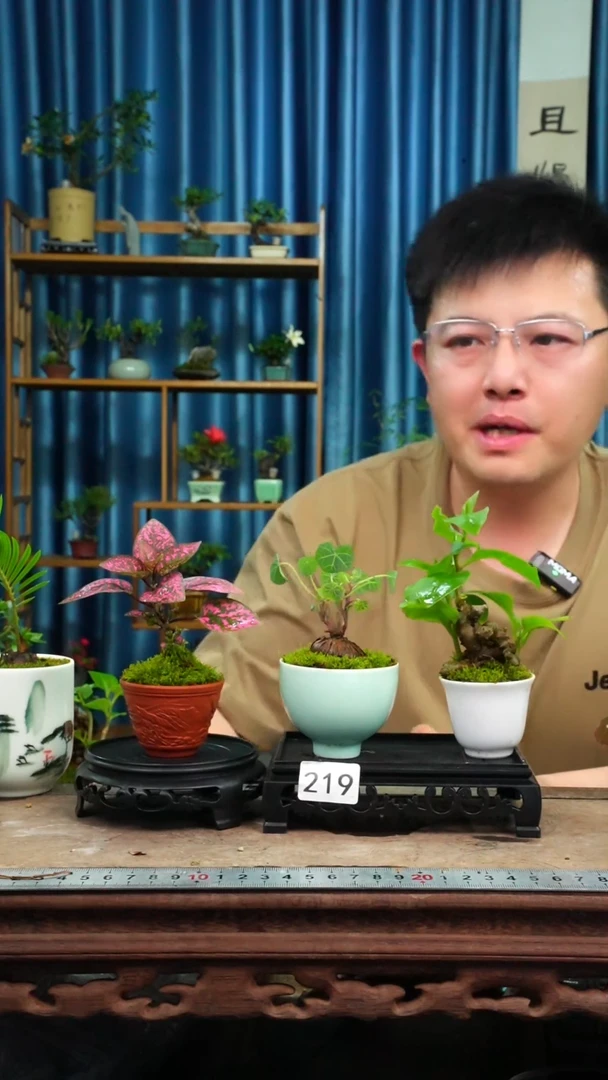 无花朵苔藓微景观219号