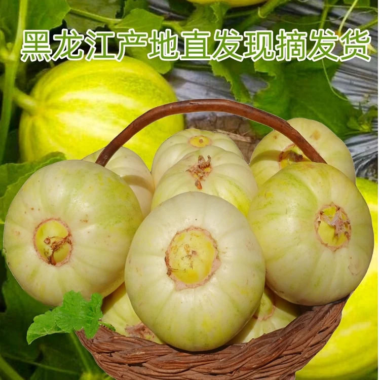 香瓜甜瓜新鲜现摘东北小白瓜