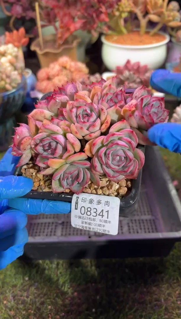 【闪购商品】08341