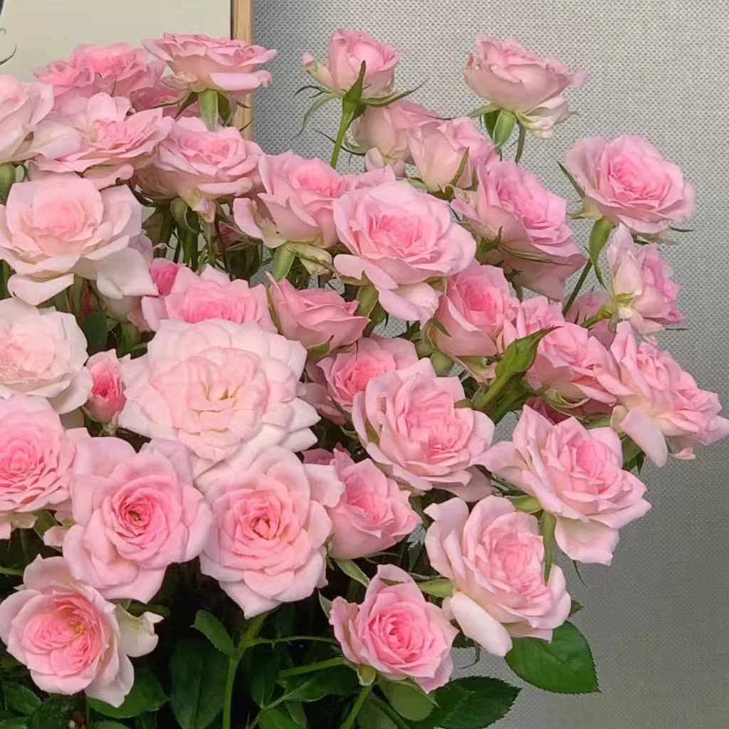 【完美甜蜜多头玫瑰】全场一单顺丰/德邦/两单加保鲜剂和配草