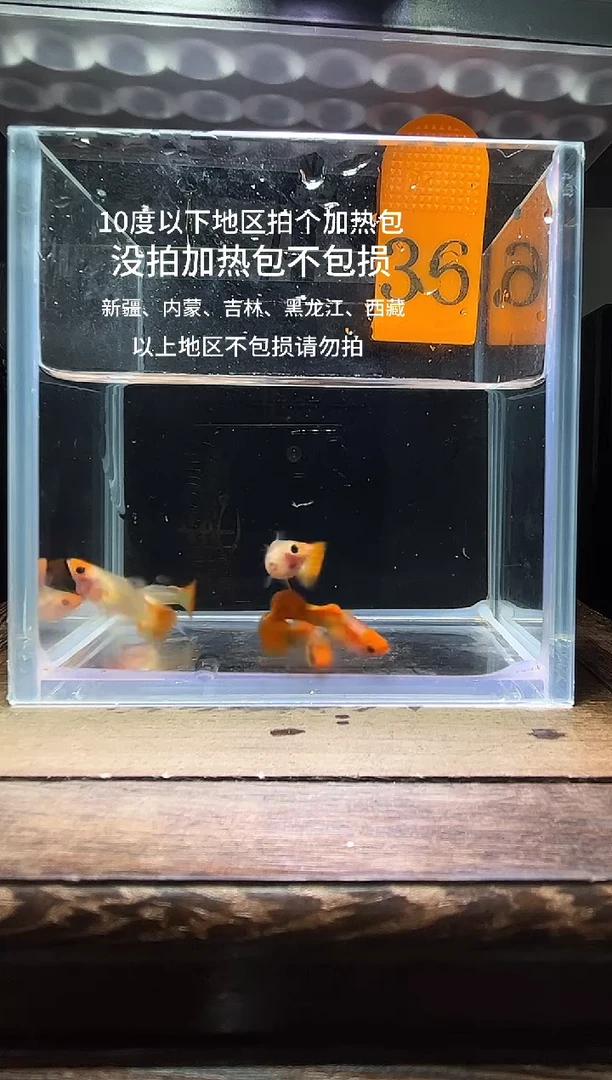 孔雀鱼深海蓝玻璃猫普通36