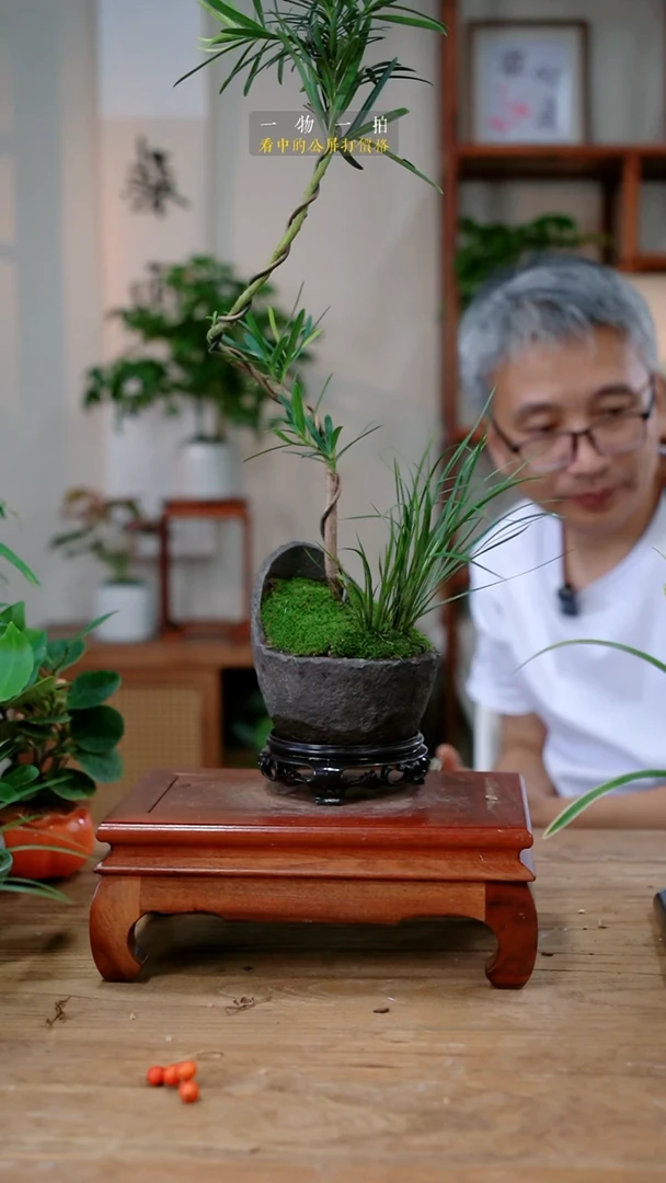 不开花植物满*香罗汉松179