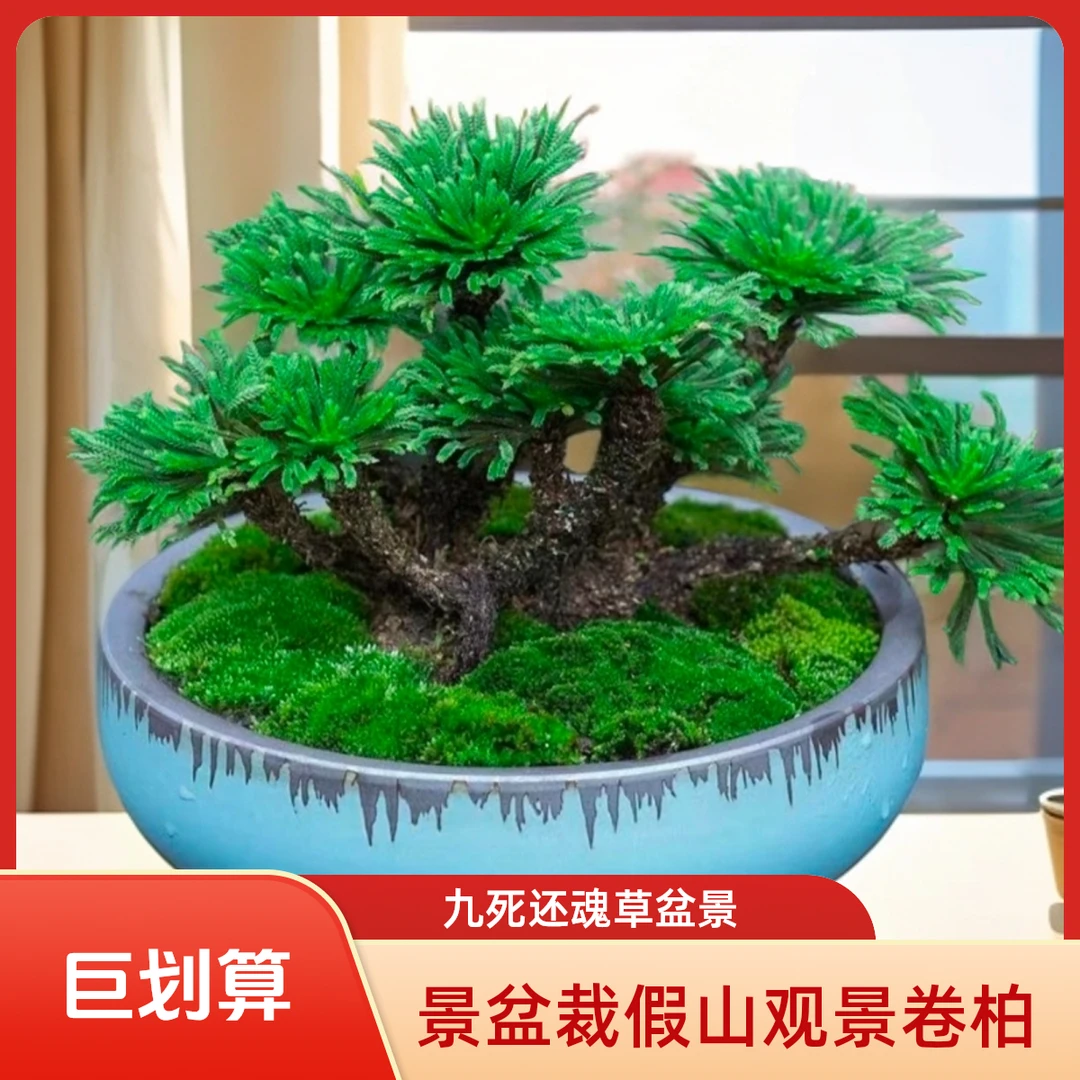 观赏九死还魂草见水还阳复活不死草微型盆景盆裁假山观景卷柏好看