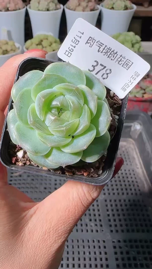 1119-378bl8麦秆群生不包整