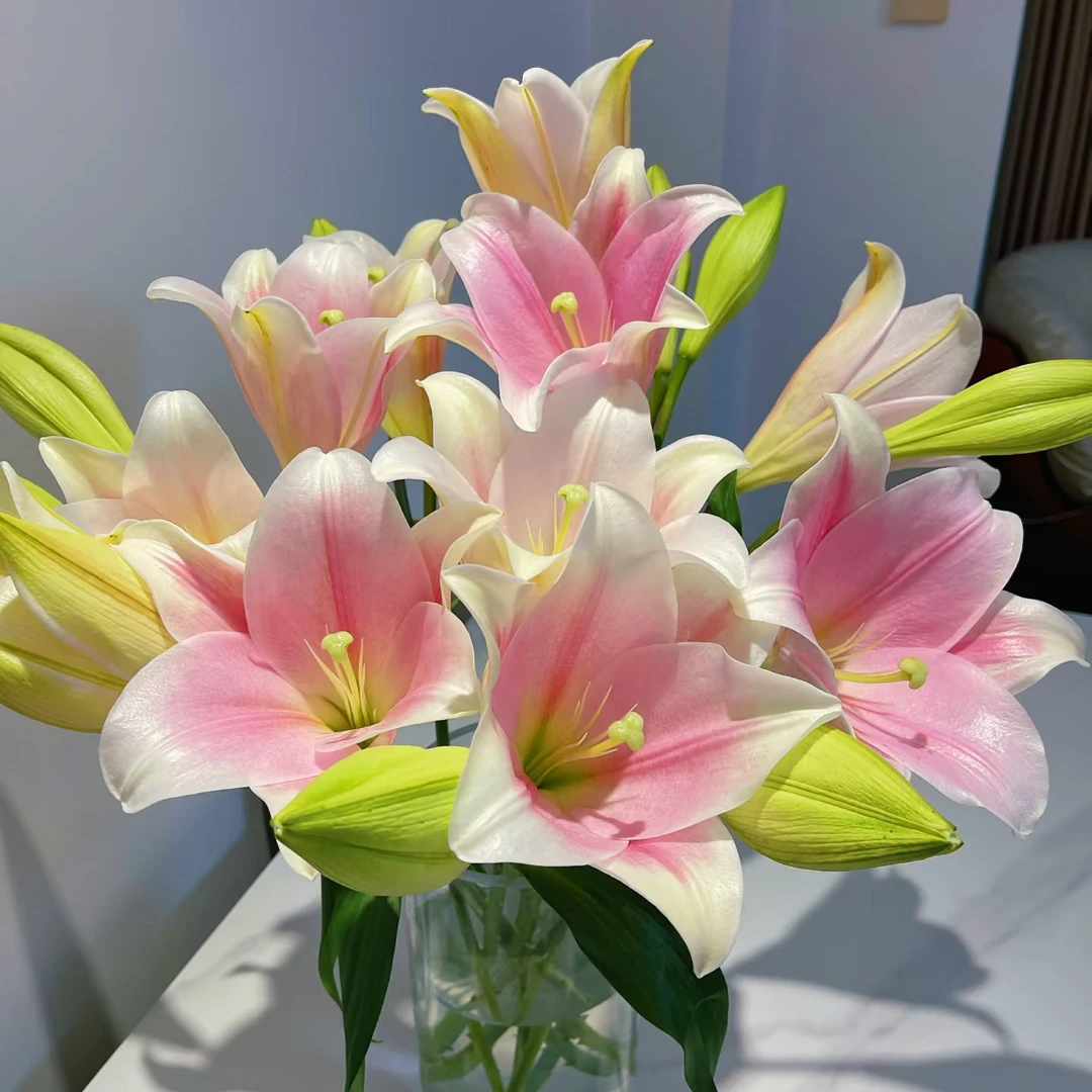 百合双头A级品质粉色铁炮5枝