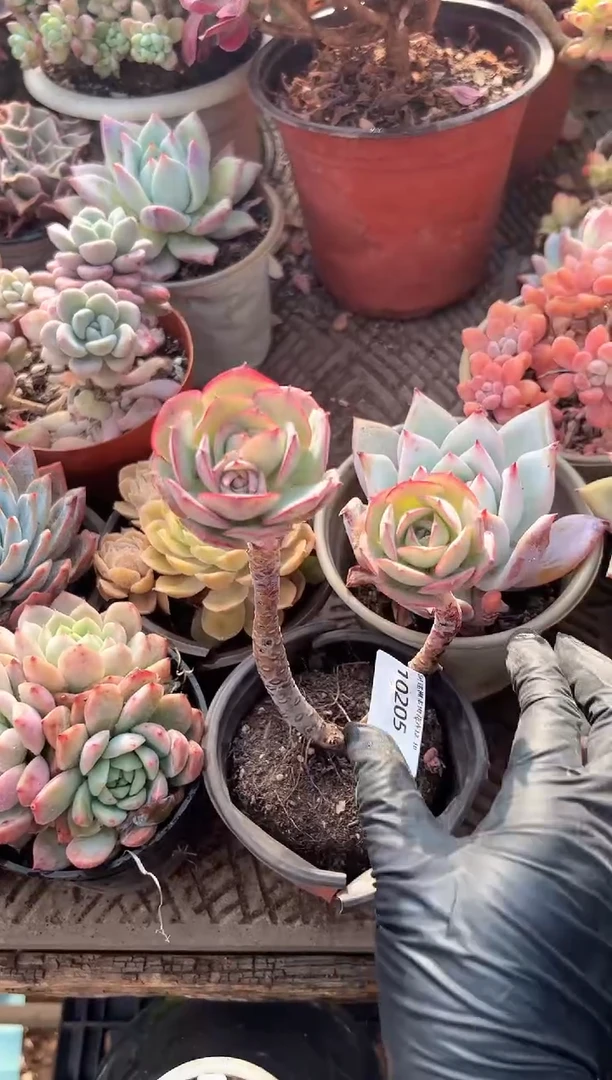 声****士多肉植物一物一拍10205