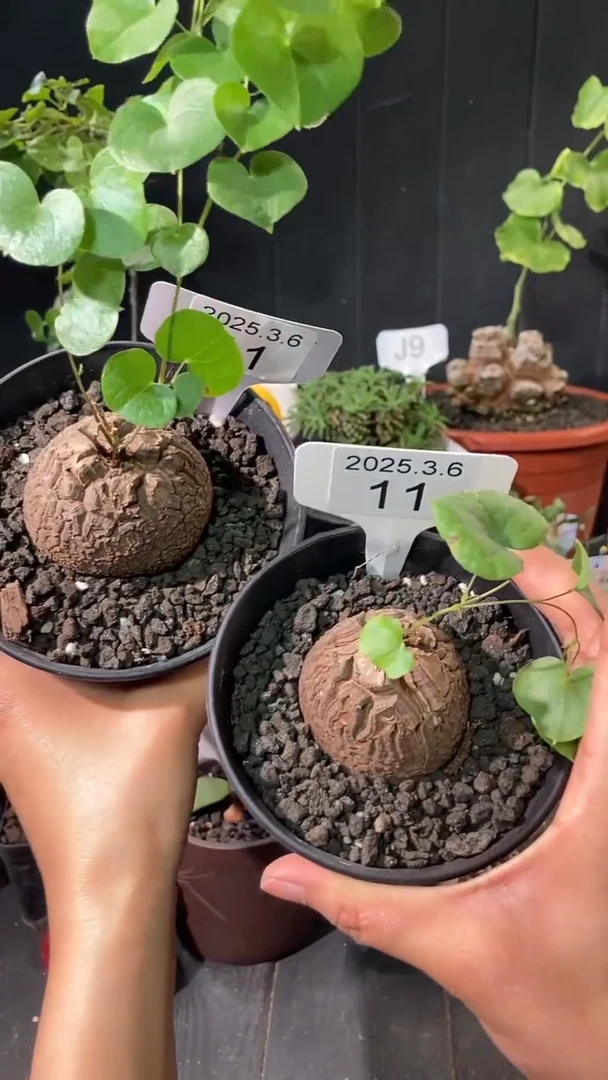 【闪购商品】南非龟甲龙3.6.11